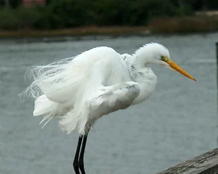 $bird 4.webp