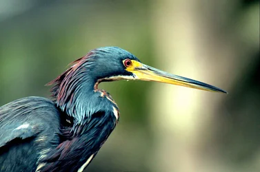 $bird 5.webp