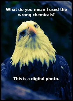 $birdmemeA7.webp