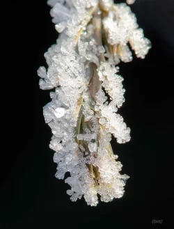 $frost on bush 2 small.webp