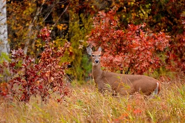 $deer adjusted.webp