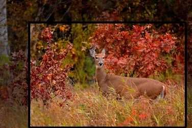 $deer-adjustedlllll.webp
