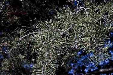 $_MG_4913.webp