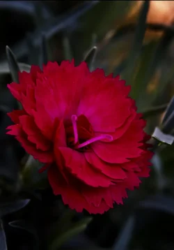 $IMG_2728.webp