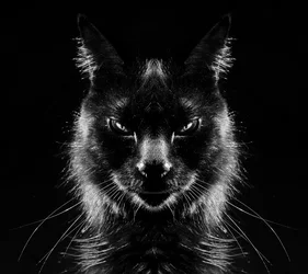 $kitty.webp $kitty.webp