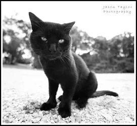$black cat.webp $black cat.webp