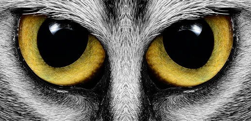 $Koko-Eye-R-L-SC-full.webp