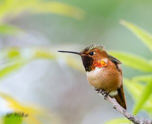 $Hummingbird-1.jpg