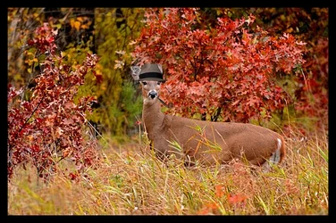 $deer1.webp