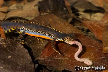 $ALPINE-NEWT-EATING-WORM.webp $ALPINE-NEWT-EATING-WORM.webp