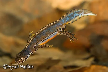 $MALE-ALPINE-NEWT-SWIMMING.webp $MALE-ALPINE-NEWT-SWIMMING.webp