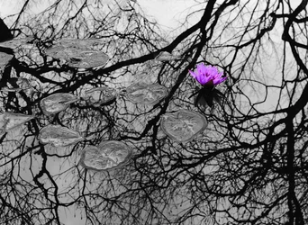 $Flower with Tree Reflections.webp