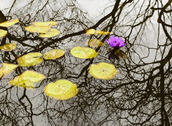 $Flower with Tree Reflections-Original.jpg