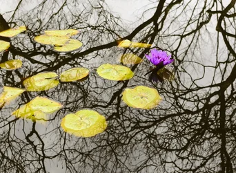 $Flower with Tree Reflections-Original.webp