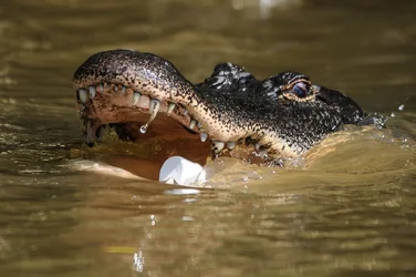 $Wally Gator-L.webp