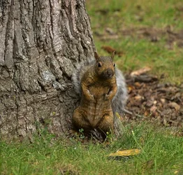 $squirrel.webp