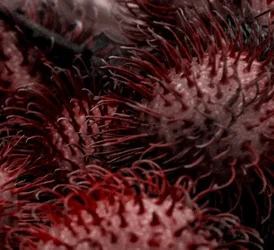 $rambutan red alien.webp