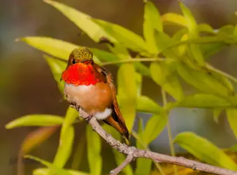 $Hummingbird-2.webp