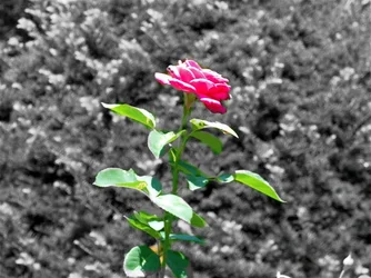 $BeFunky_RoseColor_B&w_4.webp