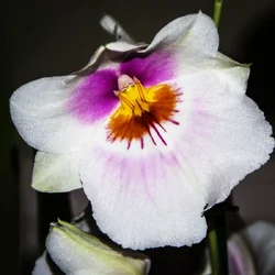 $orchid-1.webp
