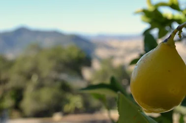 $Lemon.webp