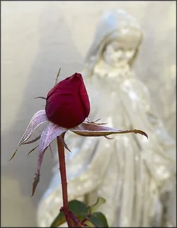 $rosebud.webp $rosebud.webp