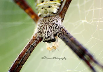 $spider7_zpsa220a974.webp