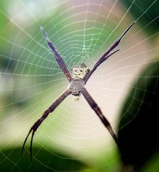 $spider5_zpsa1226a75.jpg