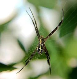 $spider4_zpsbf39a34f.webp