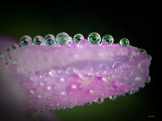 $Dew on purple bloom-4.webp