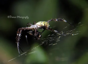 $spider8_zpsb2a5bf4e.webp