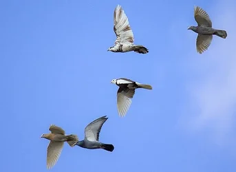 $pigeons.webp