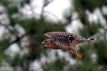 $red shoulder hawk 2.webp