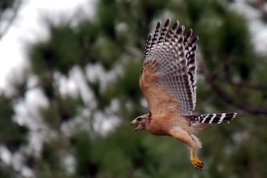 $red shoulder hawk 3.webp