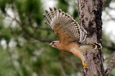 $red shoulder hawk 4.webp