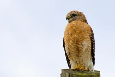 $red shoulder hawk copy.webp