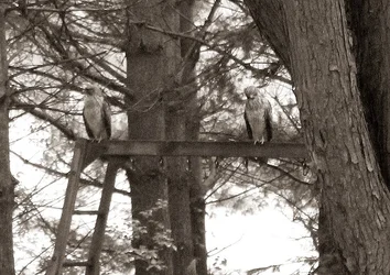 Hawk Pair B-W.webp Hawk Pair B-W.webp