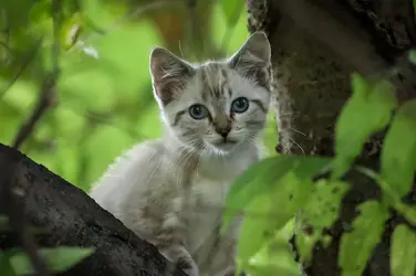 White Kitten In Tree (4 of 4).jpg