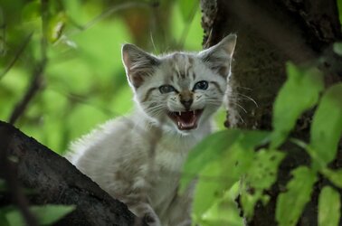 White Kitten In Tree (3 of 4).jpg