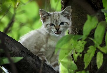 White Kitten In Tree (2 of 4).jpg