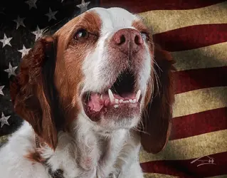 memorial day 2020.webp
