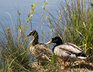 a pair of ducks.webp
