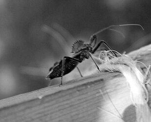 Bug b&w.JPG