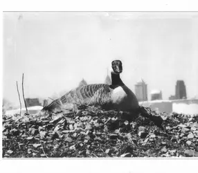 Linda the Goose.webp