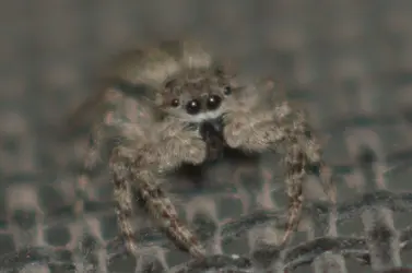 Jumper.webp