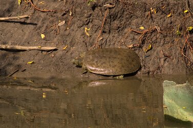 Spiny Softshell 1.jpg