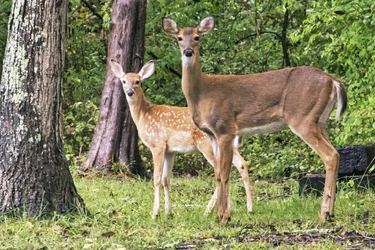 Momma and baby 9-22-1.webp
