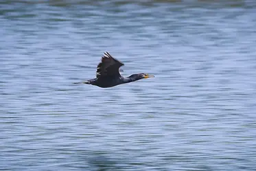 panning-1.webp