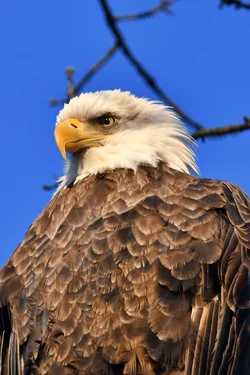 NPP_3343.webp