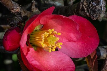 crab apple blossom.jpg